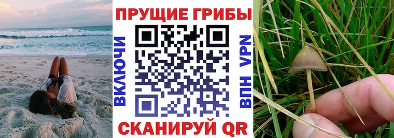 Псилоцибиновые грибы Cubensis  Коммунар 